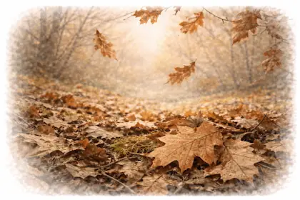 Autumn leaves scattered across the forest floor