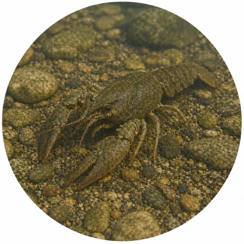 Crayfish on creek bottom