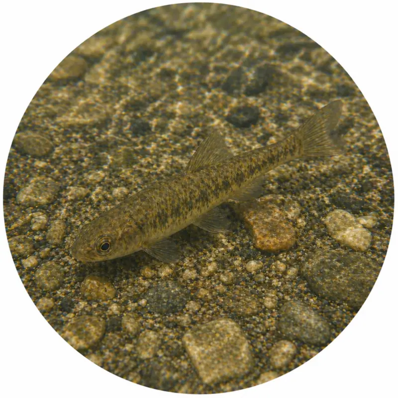 Small creek fish underwater